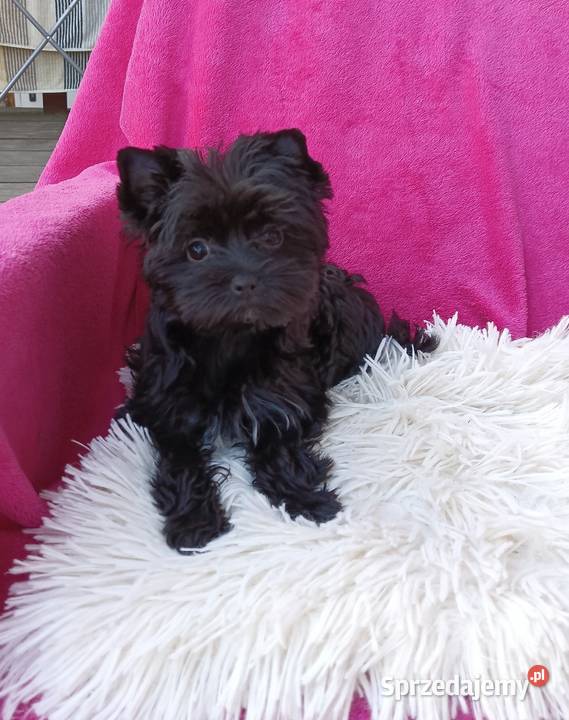 Czarna Yorkshire Terrier Black Grzybno sprzedam