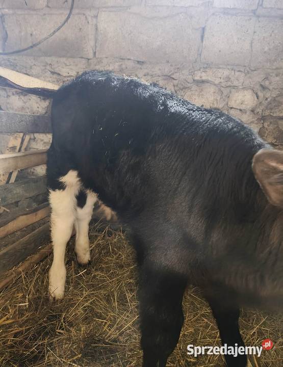 Sprzedam Byczka SM ciele Hodowla bydła śląskie Lelów
