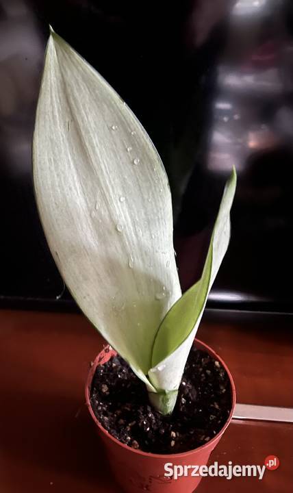 Sansewieria Moonshine sprzedam