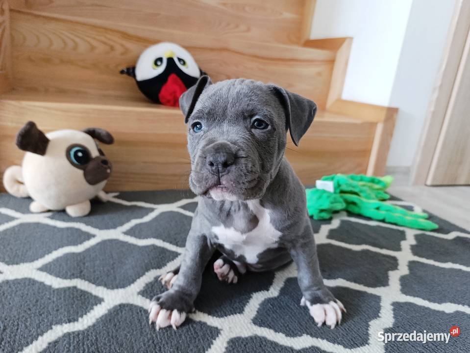 Amstaff błękitne szczenięta Płock