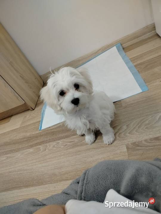 Szczeniak Maltańczyk na sprzedaż Działdowo