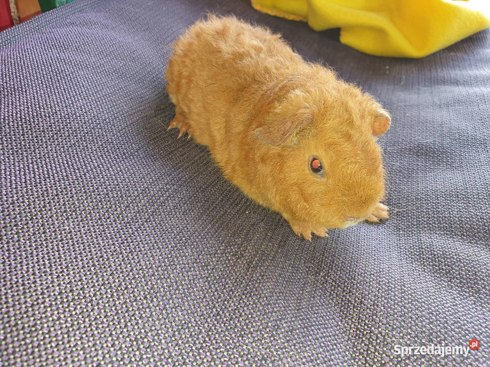 Świnka morska us teddy Puszczykowo