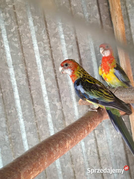 Sprzedam papugi rozella królewska białolica Sochaczew