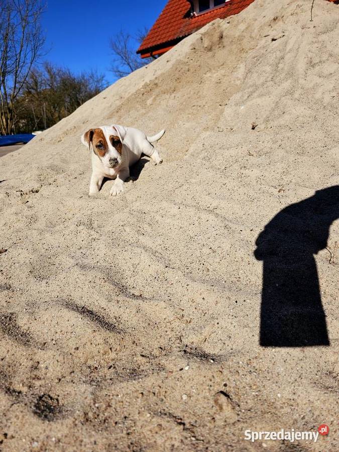 Jack Russell Terrier ZKwP piesek szczeniak lubuskie Santocko