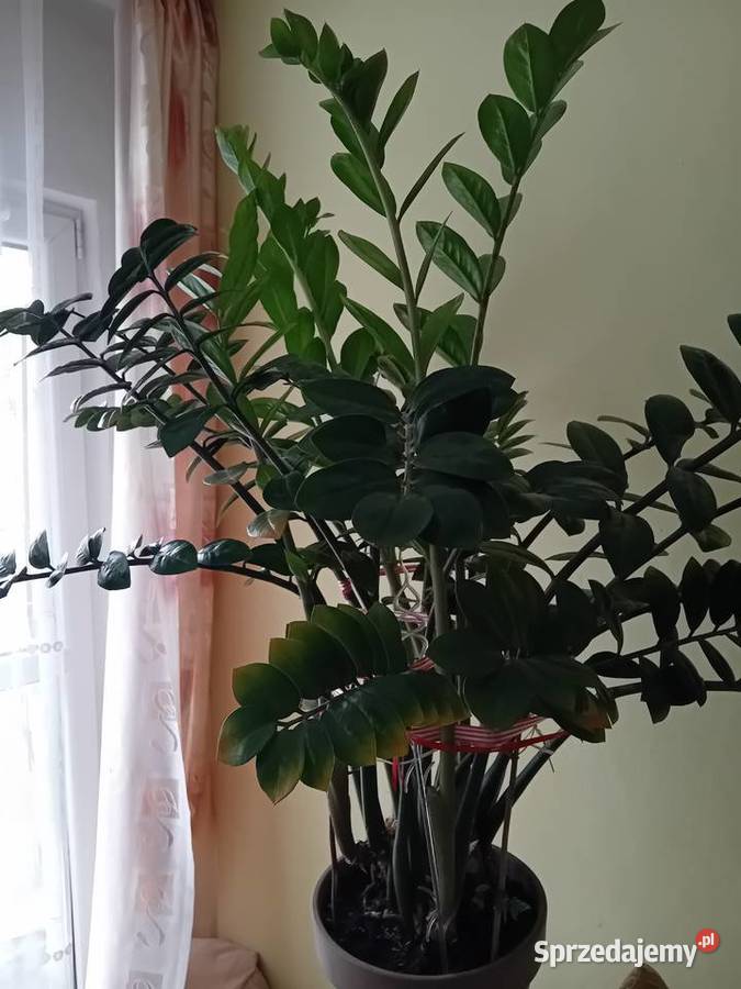 Zamiokulkas roślina doniczkowa sprzedam Łódź sprzedam