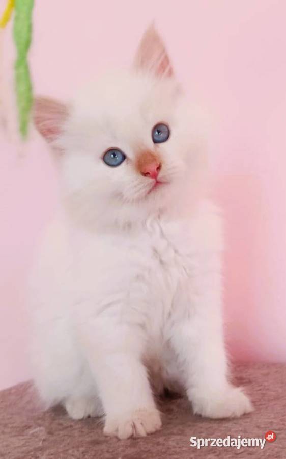 Śliczny kocurek Syberyjski Neva Masquerade Sochaczew sprzedam