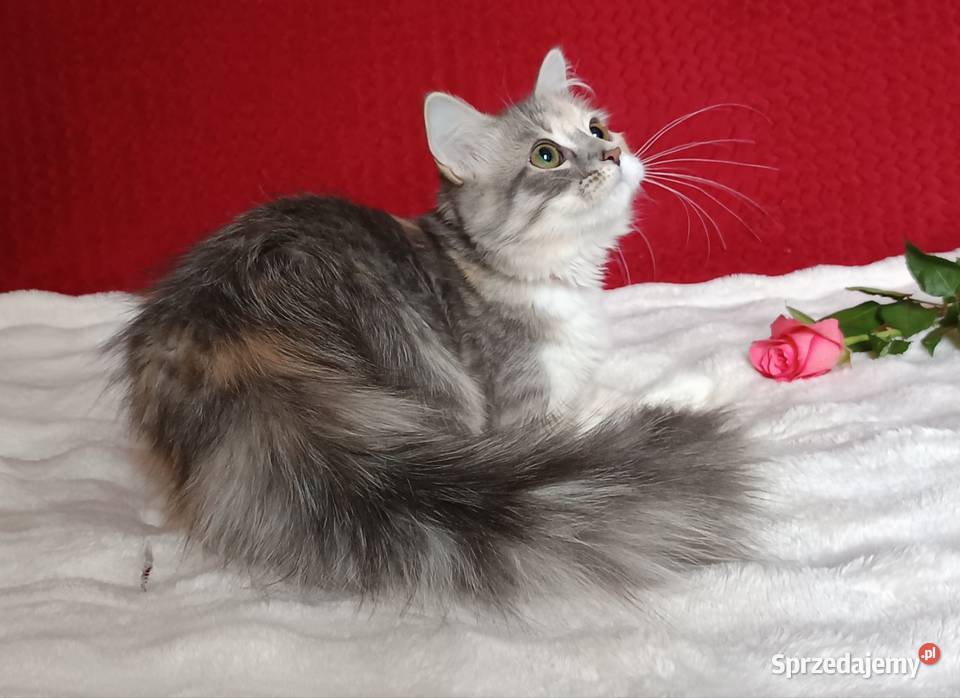 Koty Syberyjskie MAGIA ZKolakowegoDomu Syberyjski