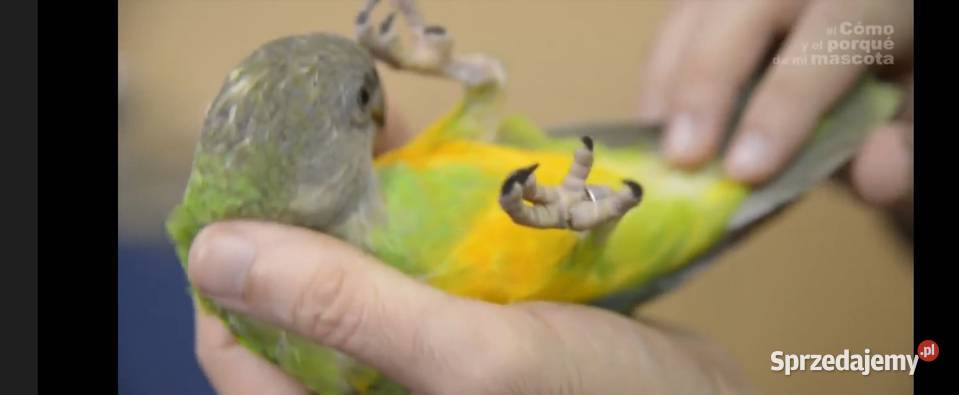 SENEGALKA AFRYKAŃSKA SAMICA 25 Ptaki Dąbrowa Górnicza