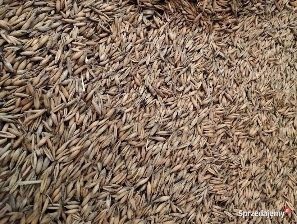 Sprzedam owies Gorlice sprzedam