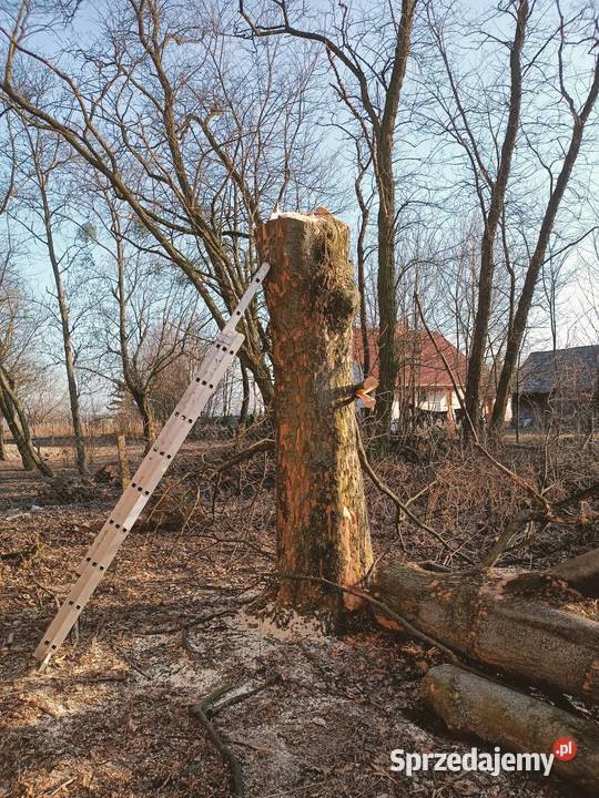 Klon jawor kłoda Kraśnik