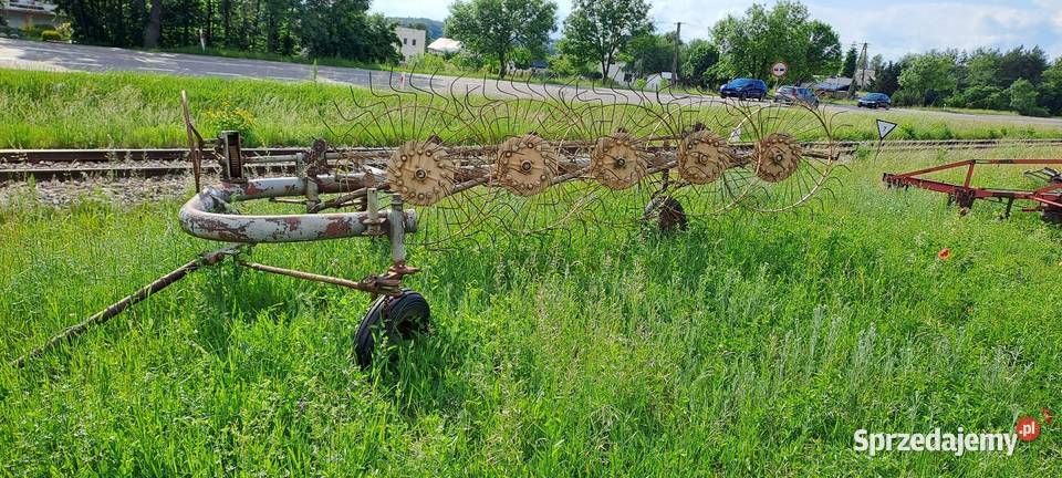 Przetrząsacz słoneczko lubelskie Krasnystaw