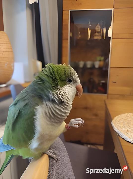 Papuga mnicha nizinna ręcznie karmiona Bytom
