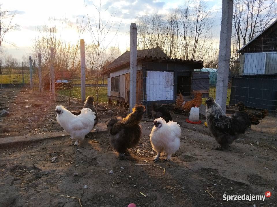 Koguty Silka PROMOCJA Drób i ptactwo Tarnobrzeg