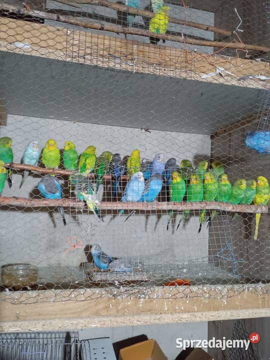 Sprzedam faliste Jasienica sprzedam