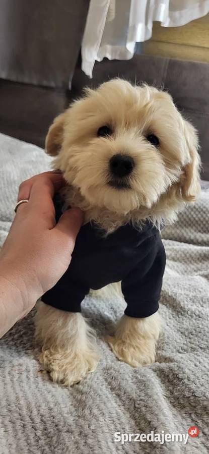 MALTIPOO PIESEK Kielce