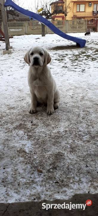 Labrador retriever zapowiedz miotu 2026r mazowieckie Pasztowa Wola