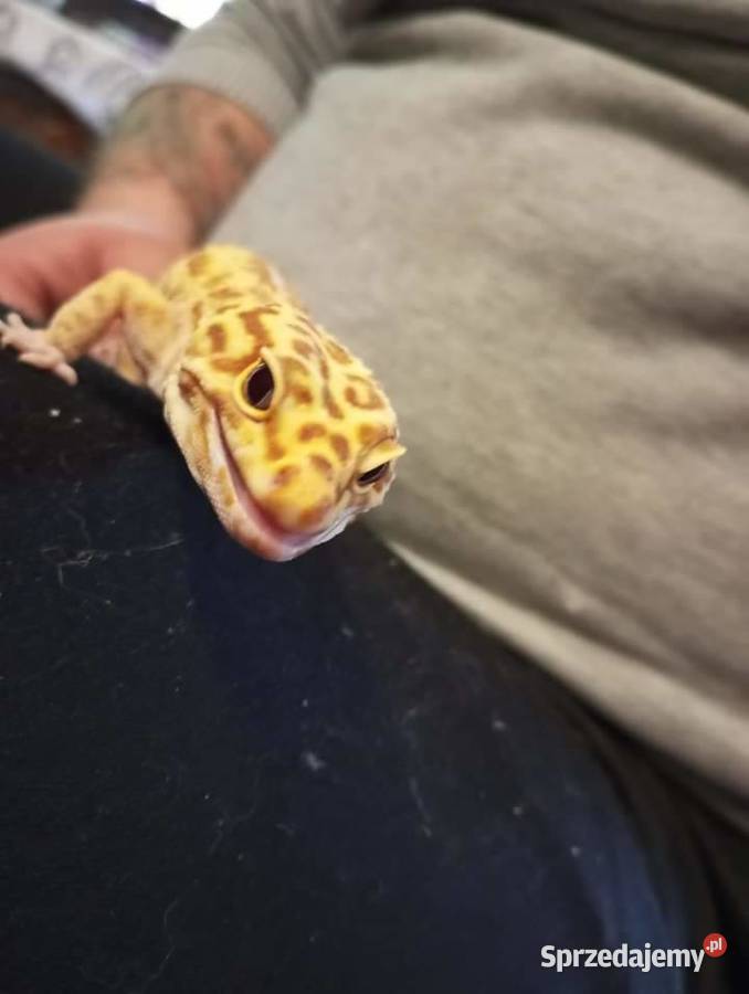 Gekon Lamparci Wałbrzych