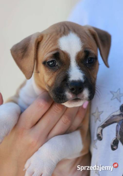 American Staffordshire Terrier szczenięta Wapienne sprzedam