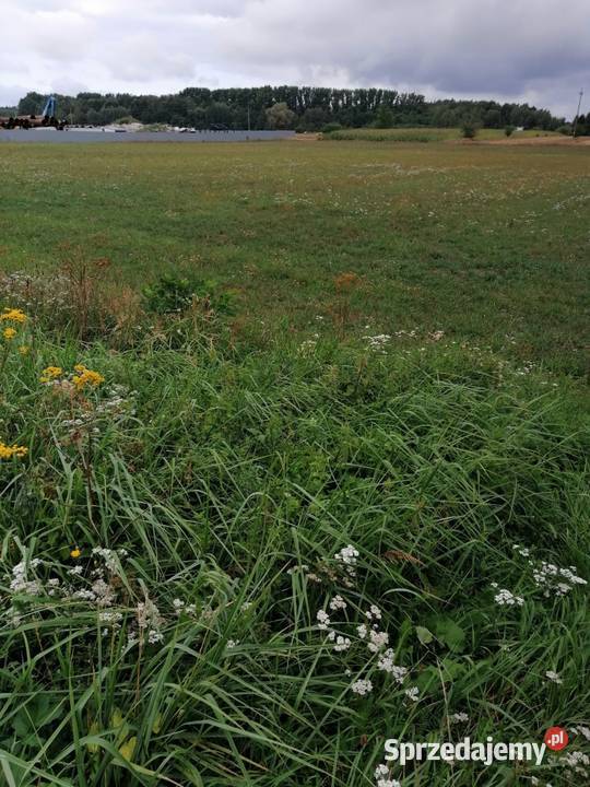Syndyk sprzeda udział 16 w działkach Jędrzejów 21700m2 Sprzedaż Jędrzejów Nowy