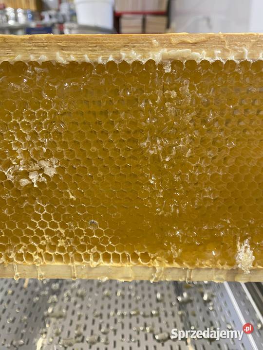 Miód Lipowy z własnej pasieki 450 g Radzyń Podlaski sprzedam