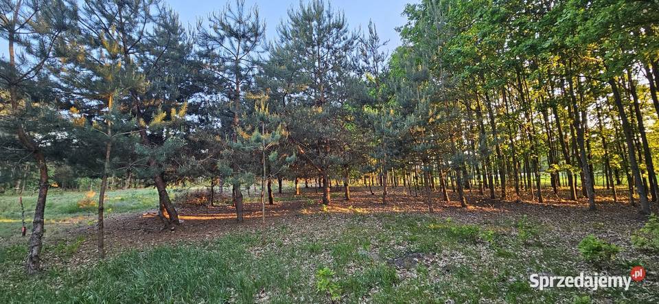 Działka bud 2900 M2 Łukawska Wola WZ ZADRZEWIONA Sprzedaż