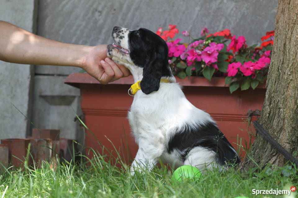 Springer Spaniel Angielski szczeniaki DO ODBIORU sprzedam