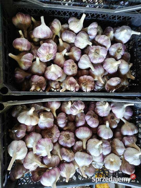 Sprzedam czosnek Lubasza Kazach Violetta Proszowice
