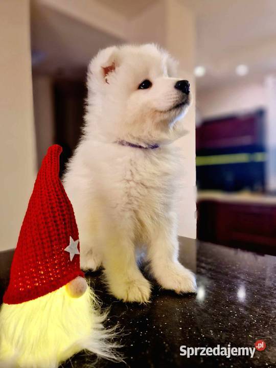 Samoyed z rodowodem ZKwP wystawowe Jacków