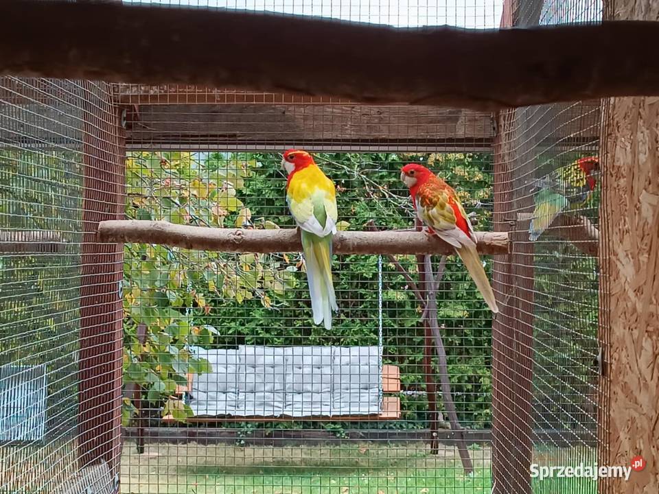 Rozelle białolice pary lęgowe Likwidacja hodowli Warszawa