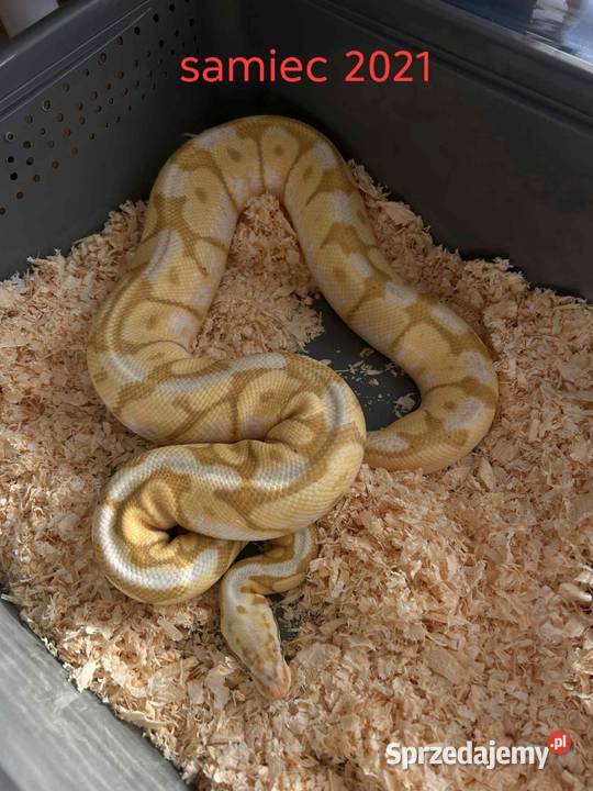 Sprzedam 10 Pytona królewskiego śląskie Myszków