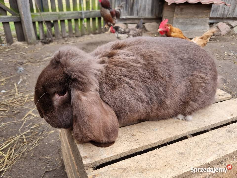 Samiec Baran francuski hawana Wola Rębkowska