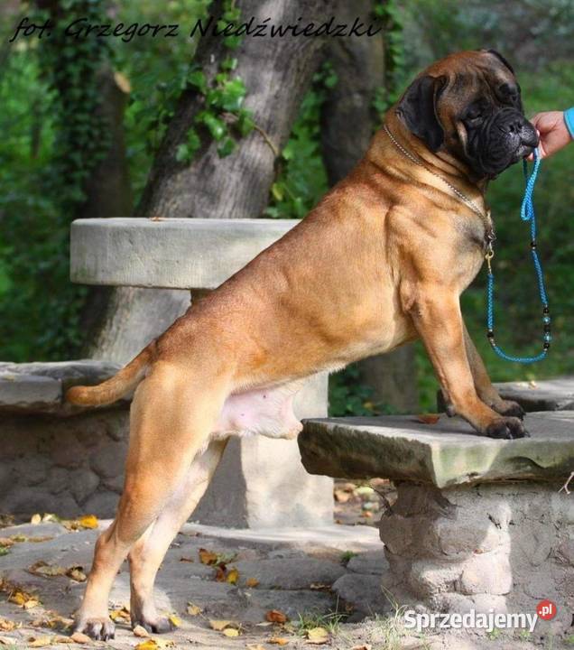 Bullmastiff zapowiedź miotu Lublin sprzedam