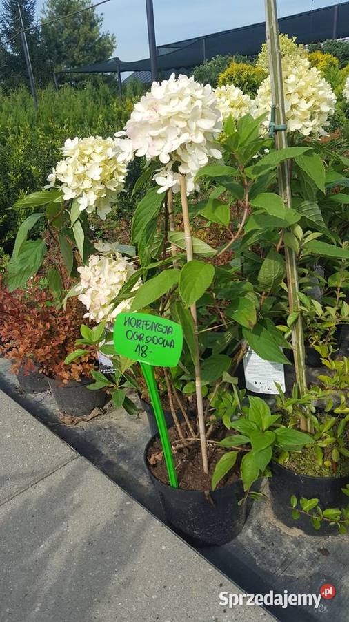 Świerk Koster Hoopsii niebieski szczepiony łódzkie Rydzyny