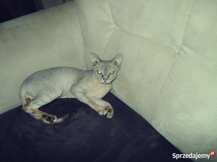 rasowy kot kocur Devon rex Koty Świdnik