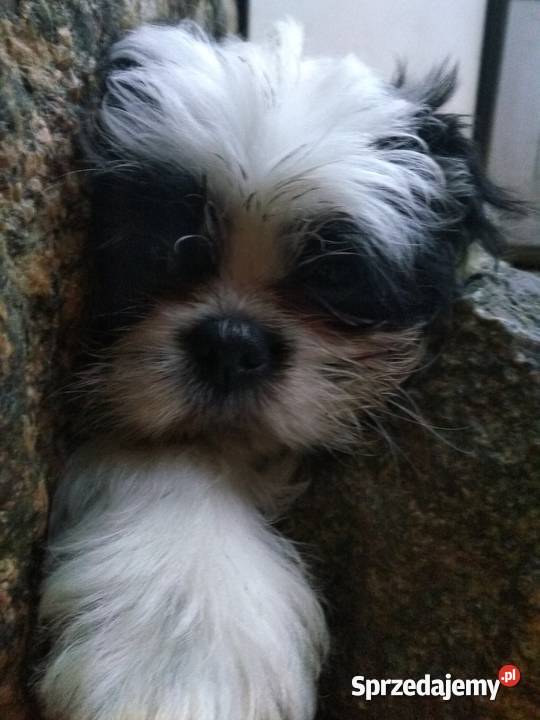 pieski Shih Tzu 3 chłopcow Unisław