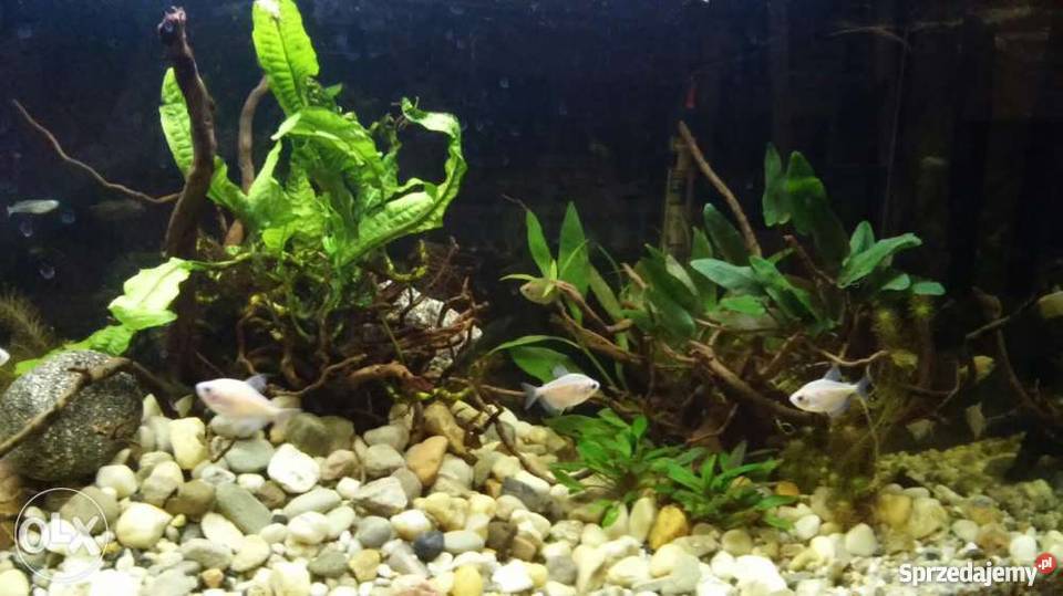 Zestaw akwarystyczny Poznań Poznań sprzedam