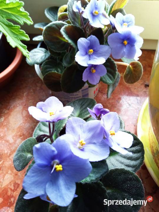 Kwiaty Patyczak i Białystok