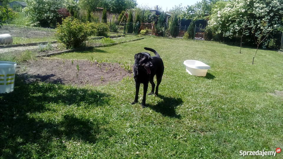 Do sprzedania działka rekreacyjna ROD ZAGRODA woda