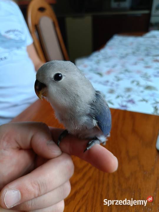 Papuga nierozłączka Limanowa