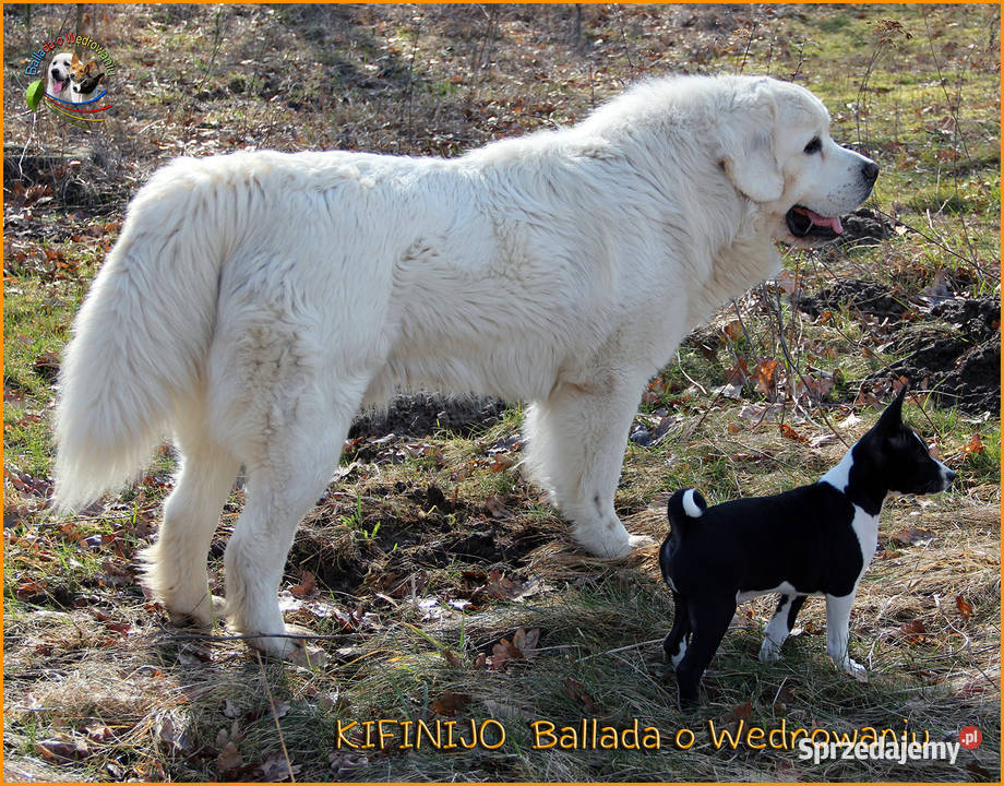 Basenji szczenięta FCI Barczewo sprzedam