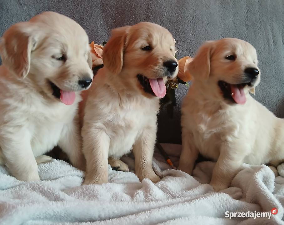 Golden Retriever śliczne szczenięta Toruń