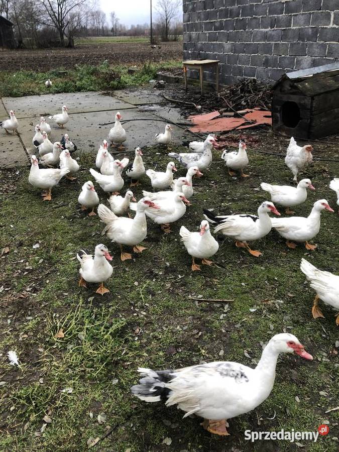 Kaczki i kaczory francuskie Maniów