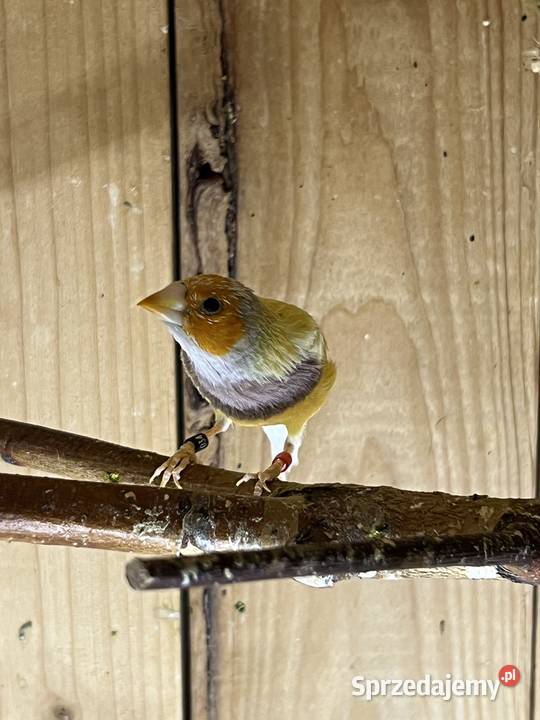 Amadyna wspaniała samiec 2025r Ptaki Ruda Śląska