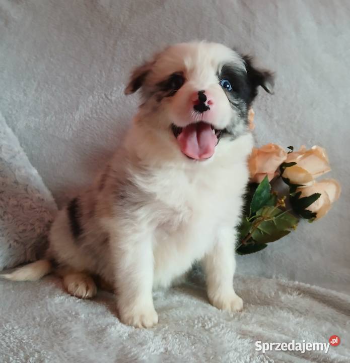 Border collie blue merle Toruń sprzedam