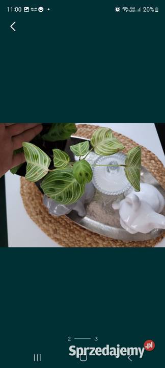 Maranta light veins fantasy lubelskie