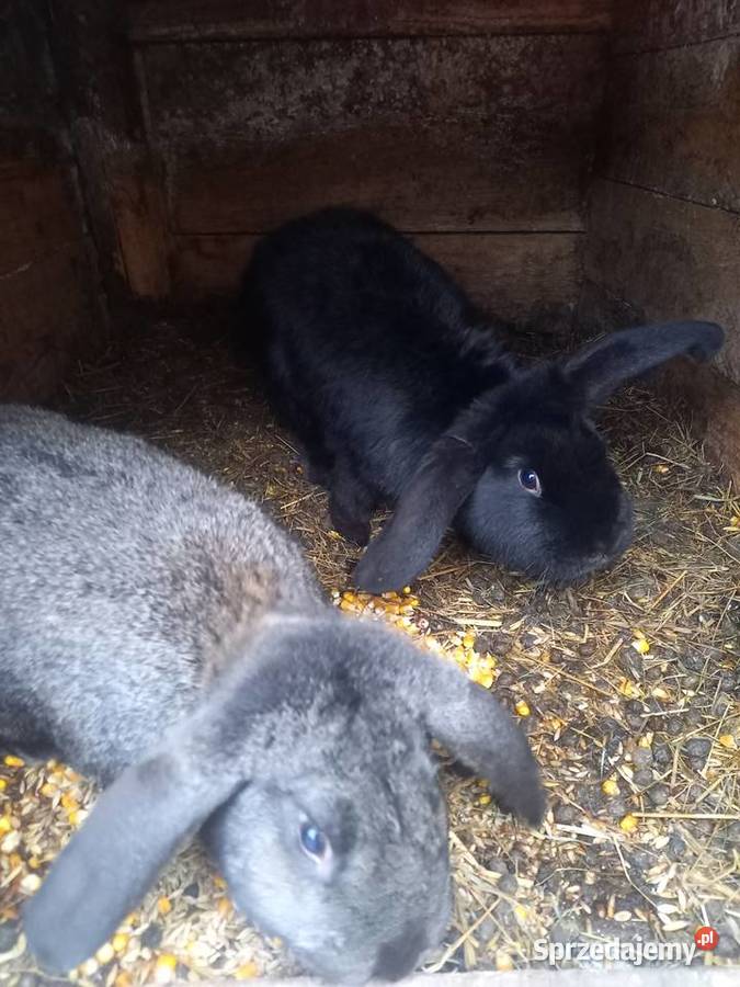 sprzedm kroliki Włocławek