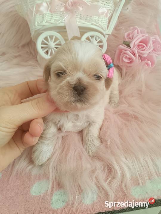 Piękna suczka rasy ShihTzu opolskie Namysłów