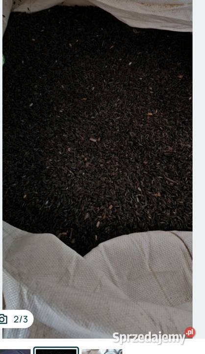 Sprzedam groch słonecznik Krasnosielc sprzedam