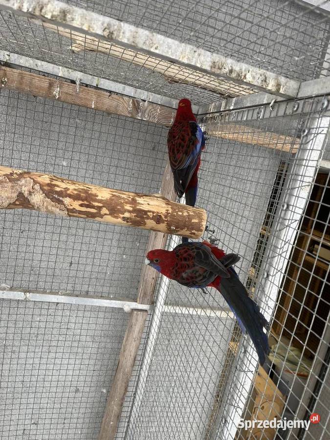 Rozelle królewskie śląskie Sośnicowice