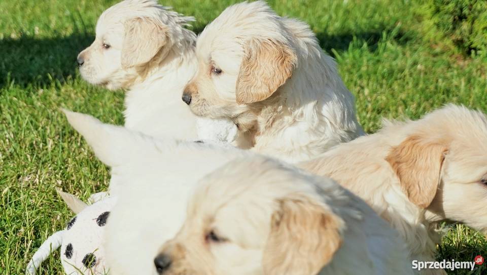 Rodowodowe Golden Retriever goldeny ZKwP FCI Psy Łężki-Parcel